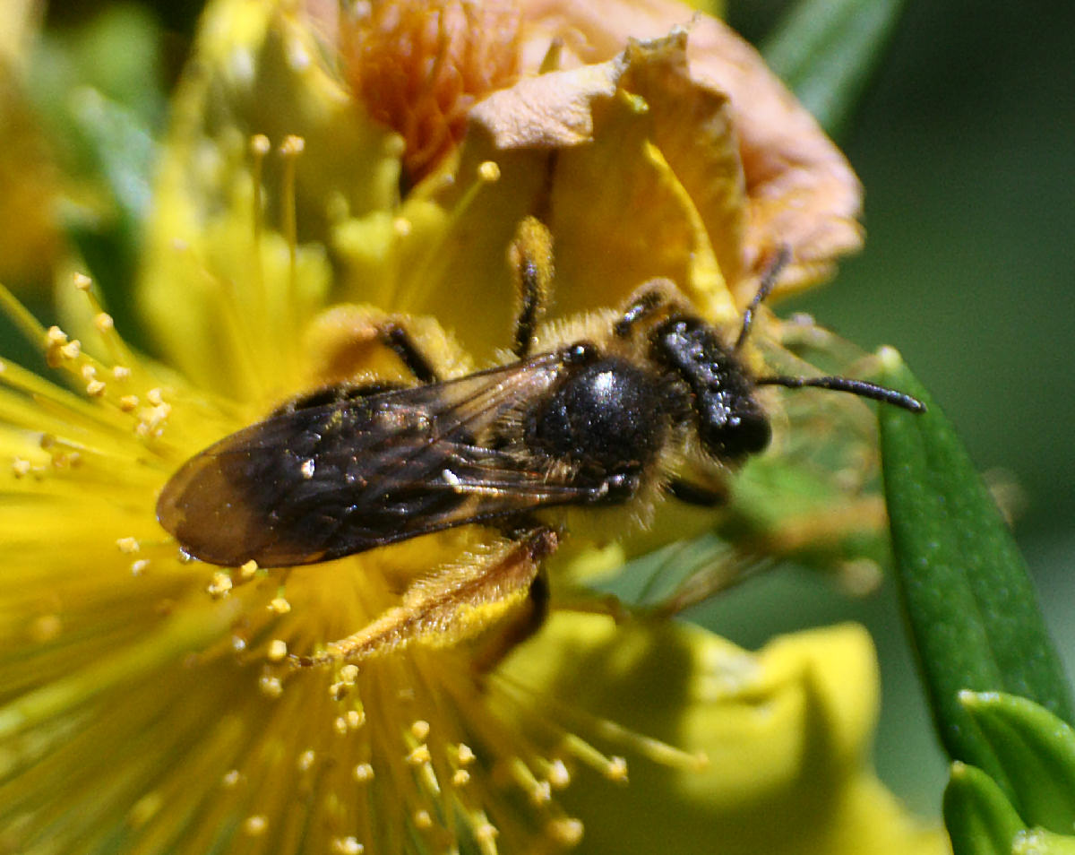 piccolo imenottero da identificare